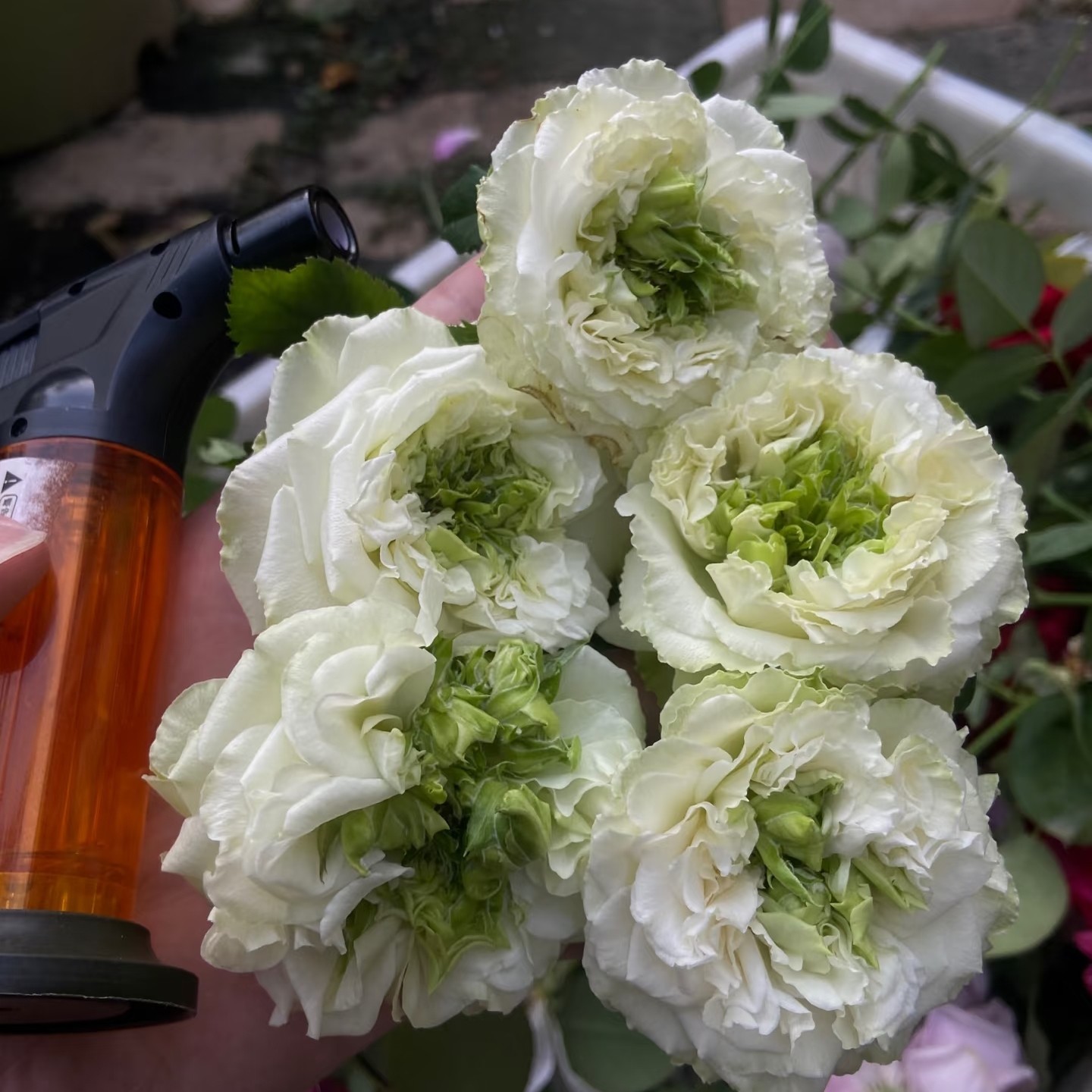 新品 绿色小怪兽 月季花苗 大花灌木直立切花月季 庭院阳台盆栽