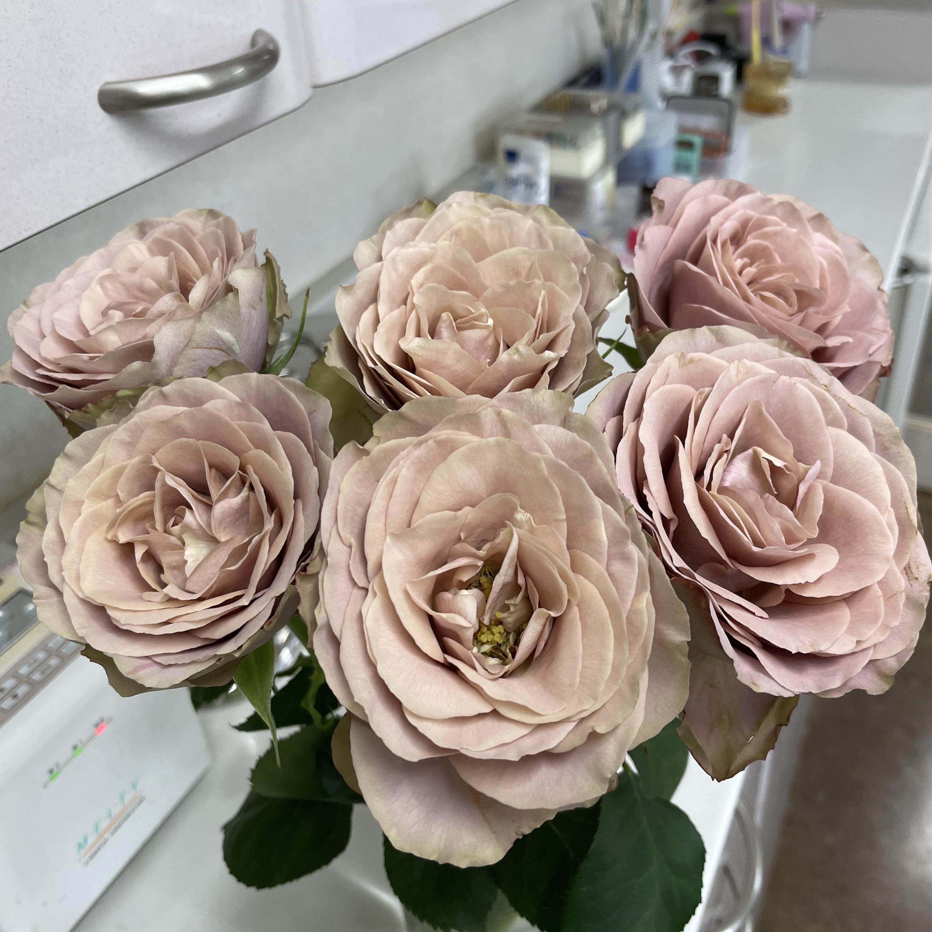 新品 因为有你 日本月季花苗 重瓣大花灌木复古色玫瑰庭院阳台