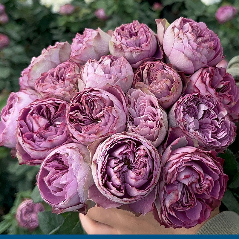 新品 后果 月季花苗 大花灌木勤花直立 包子型法尔索芽变切花玫瑰