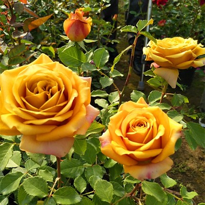 新品 松之梦 月季花苗 重瓣大花灌木浓香复古色切花月季 庭院盆栽