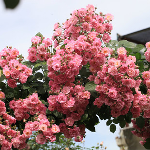 藤本 苹果花 月季花苗 爬藤灌木多头勤花月季蔷薇庭院盆栽花卉