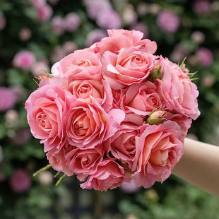 藤本大花浓香 新品 花苗 月季 爬藤攀援多头勤花庭院阳台盆栽 锦嫣