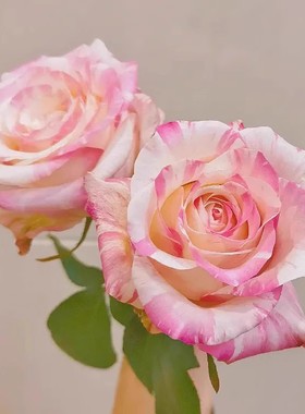 新品 霓裳 月季花苗 大花灌木条纹切花勤花月季玫瑰 庭院阳台盆栽