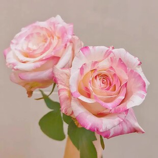 新品 霓裳 月季花苗 大花灌木条纹切花勤花月季玫瑰 庭院阳台盆栽