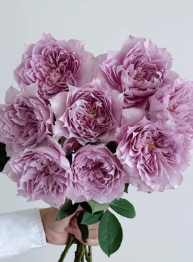 新品 幻紫 月季花苗 浓香美人尖多头勤花 灌木月季 阳台庭院盆栽