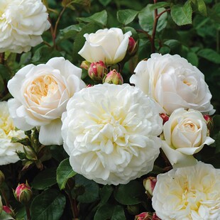 新品 佛界/安宁 月季花苗重瓣勤花灌木奥斯汀月季 庭院阳台盆栽