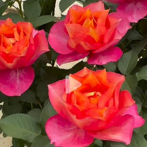 新品 盈盈暗香 月季花苗 大花灌木直立勤花切花玫瑰 庭院阳台盆栽
