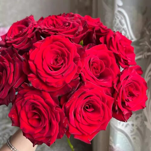 心跳红梅拉 月季花苗 厄瓜多尔切花灌木月季 花朵丝绒感大花浓香