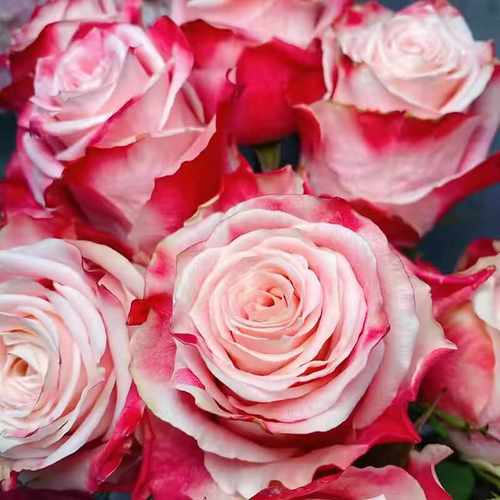 新品 帽子/秀波 月季花苗 切花玫瑰勤花灌木大花月季庭院阳台盆栽