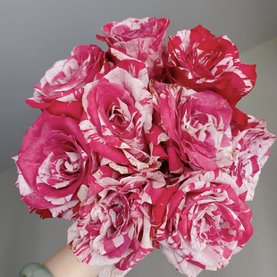 水瓶座/笑靥/丑角 条纹月季切花大花月季花苗庭院阳台盆栽勤花