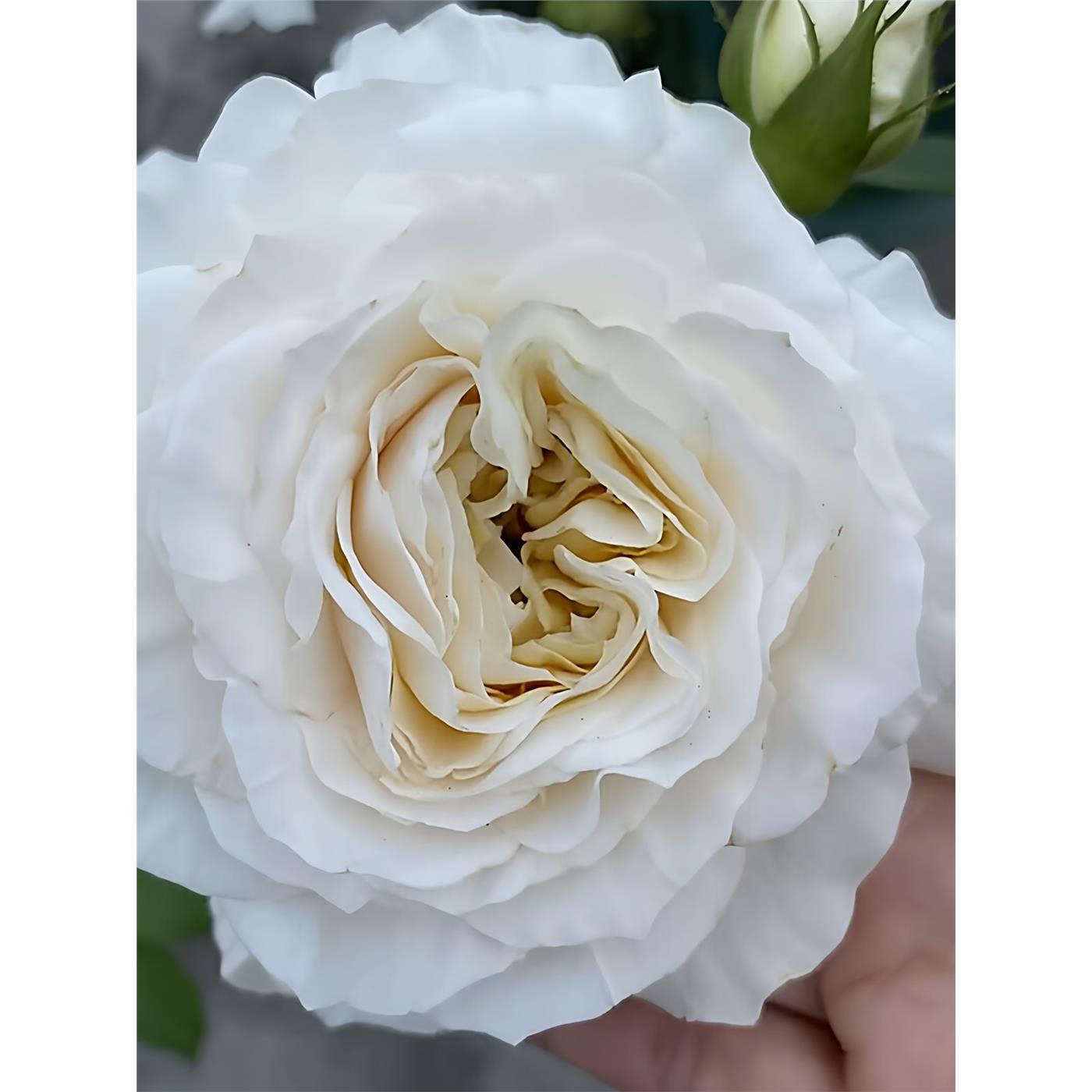 新品 白云/白色云端 月季花苗 重瓣灌木大花切花月季阳台庭院盆栽