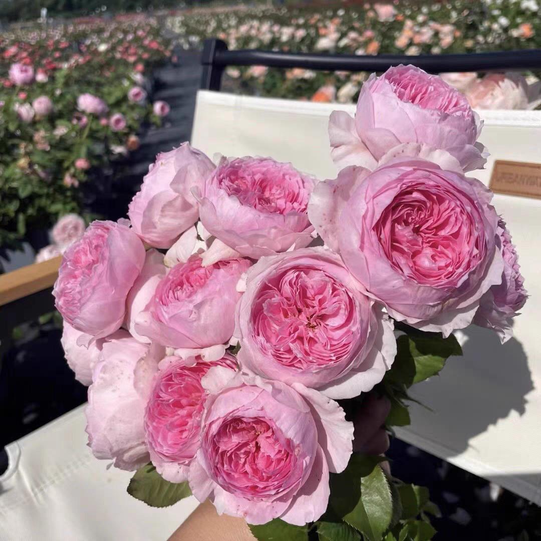 新品 玉环鸣 月季花苗 浓香灌木包子型勤花月季 庭院阳台盆栽植物图片