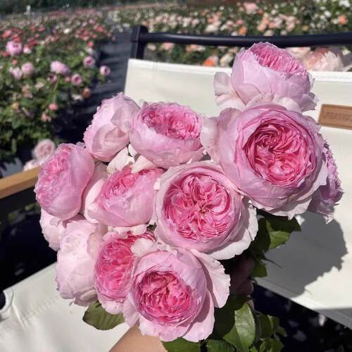 新品 玉环鸣 月季花苗 浓香灌木包子型勤花月季 庭院阳台盆栽植物