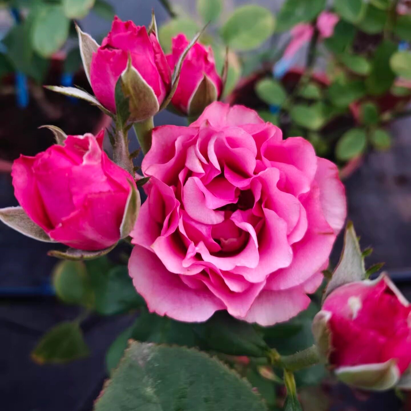 新品 车厘子 月季花苗 大花灌木重瓣直立切花月季 庭院阳台盆栽