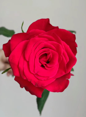 超新品正红色切花玫瑰【思念】耐旱耐寒抗病勤花切花玫瑰分枝性好