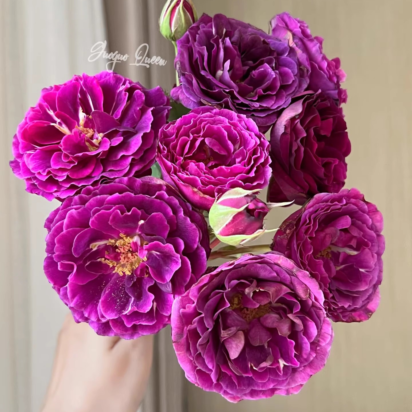 新品 凝夜幽兰 月季花苗 多头重瓣直立勤花浓香玫瑰庭院阳台盆栽