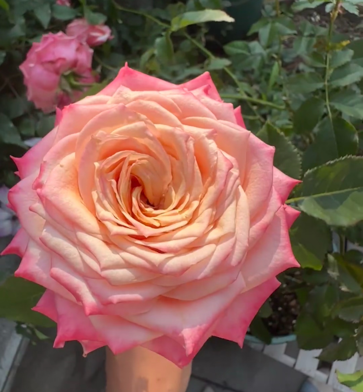 新品 悠悠 月季花苗 灌木大花直立庭院阳台盆栽切花月季