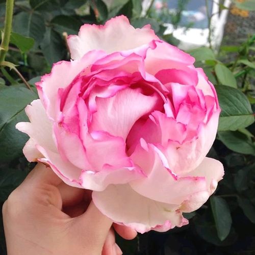 伊芙 贵族香水 月季花苗 大花浓香勤花灌木月季 庭院阳台盆栽花卉