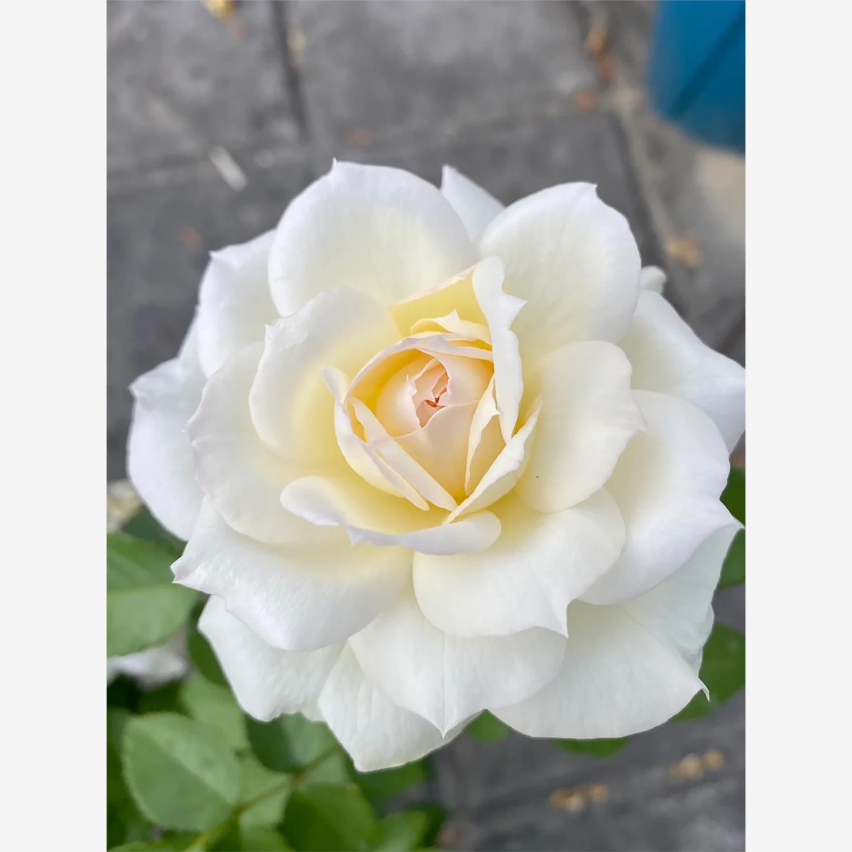 藤本 柴可夫斯基 爬藤月季花苗 庭院多季蔷薇花苗大花玫瑰月季