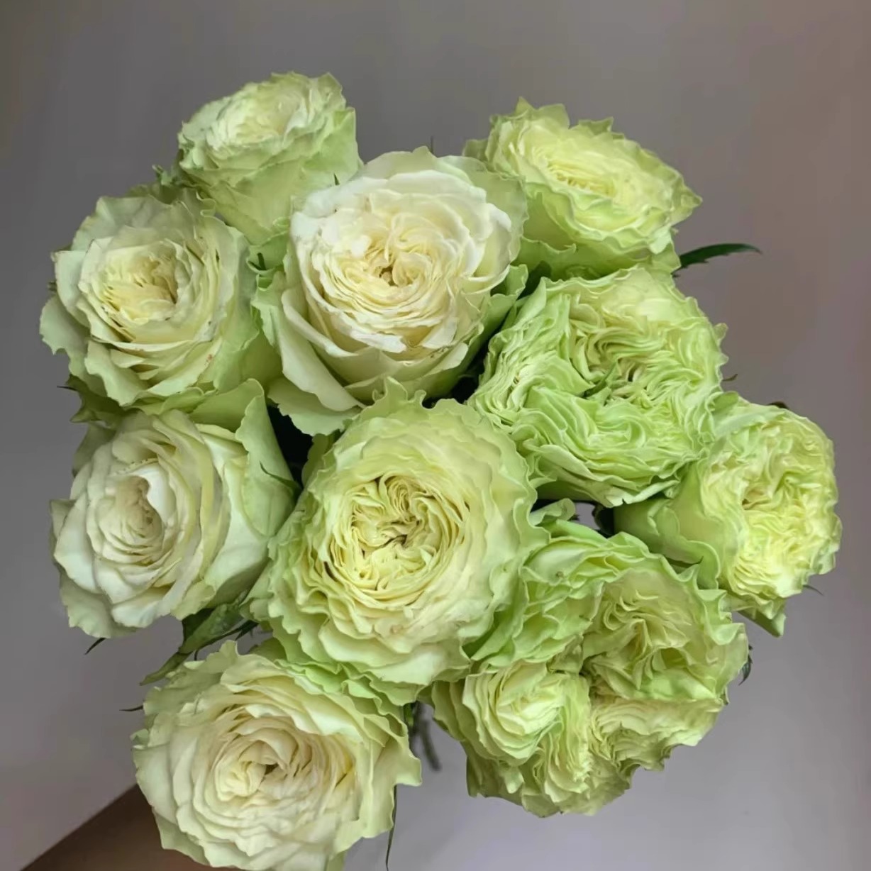 新品 小乔 月季花苗 切花灌木大花奶绿色勤花玫瑰 阳台庭院盆栽