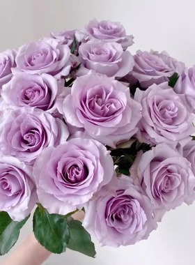 海洋之歌 月季花苗 切花灌木勤花大花月季 盆栽阳台庭院花卉