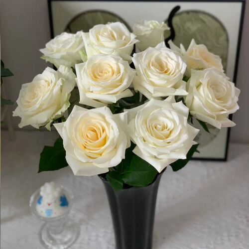 新品 大白 月季花苗 重瓣灌木大花直立切花月季 庭院阳台盆栽