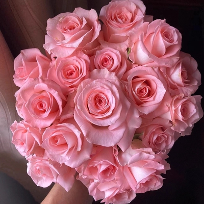 新品 戴安娜 月季花苗花卉观花绿植物大花灌木月季庭院阳台盆栽