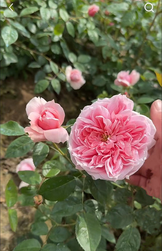 新品 蝶之舞 月季花苗 灌木大花欧月勤花月季 阳台庭院花卉