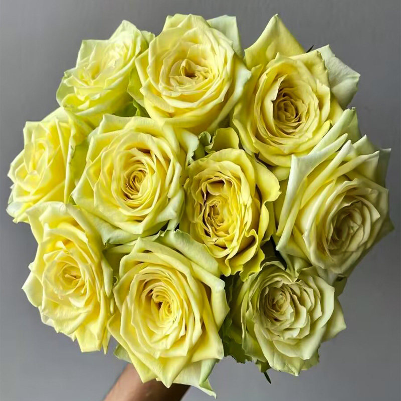 新品 绿巨人 月季花苗黄绿色大花灌木勤花阳台庭院盆栽花卉植物