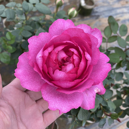 伊芙 胭脂香水 月季花苗 重瓣灌木大花浓香切花月季 阳台庭院盆栽