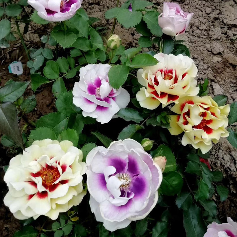 公牛的眼睛 月季花苗 单瓣灌木勤花多头月季 阳台庭院盆栽