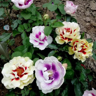 公牛的眼睛 月季花苗 单瓣灌木勤花多头月季 阳台庭院盆栽