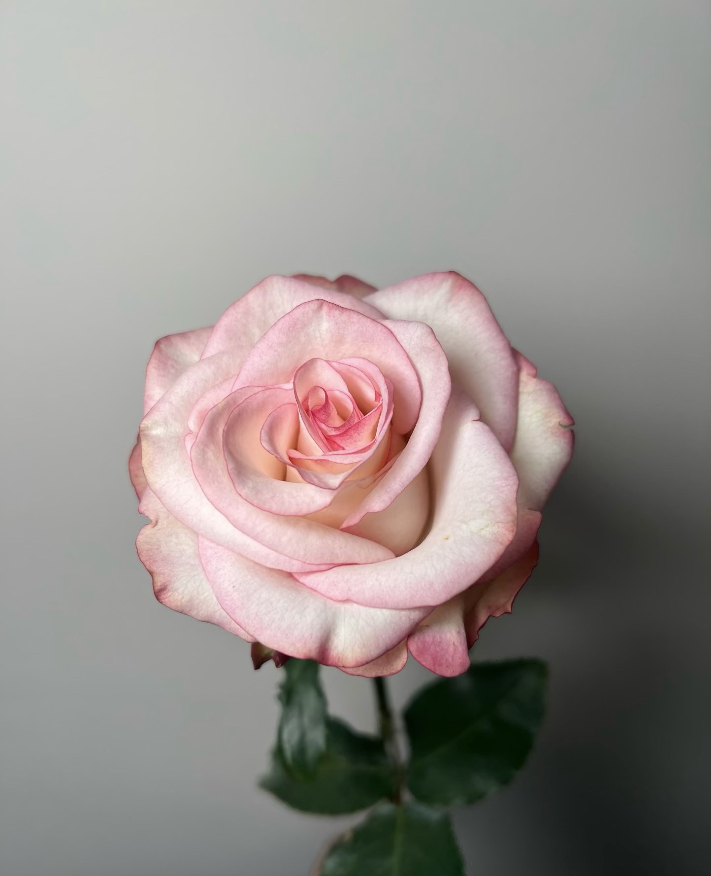 新品 玉玺 月季花苗 重瓣勤花大花灌木直立切花月季 阳台庭院盆栽