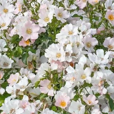 新品 香榭丽舍街景 月季花苗单瓣多头勤花灌木月季 庭院阳台盆栽