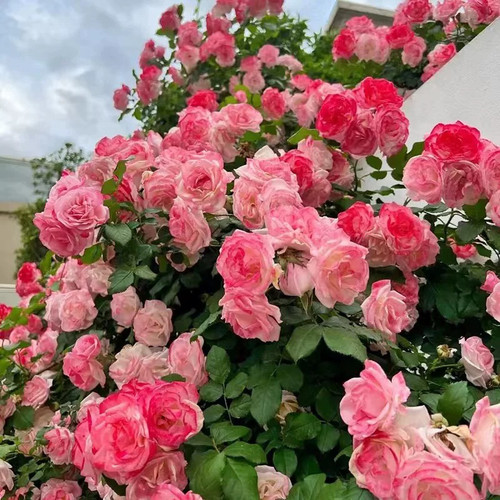 藤本樱霞多季群开耐热抗病耐寒月季花苗绿植庭院盆栽地栽蔷薇