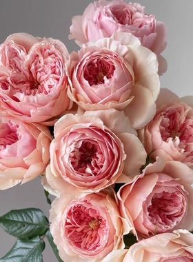 欧月 真宙 月季花苗 奥斯汀包子型浓香勤花灌木月季庭院阳台盆栽