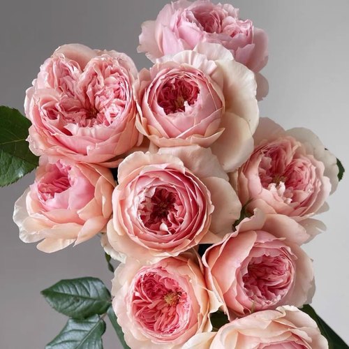 欧月 真宙 月季花苗 奥斯汀包子型浓香勤花灌木月季庭院阳台盆栽