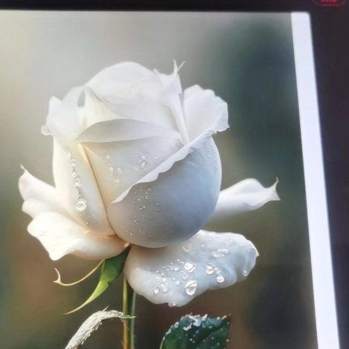 新品 因特尤斯 月季花苗 大花灌木直立浓香切花玫瑰庭院阳台盆栽