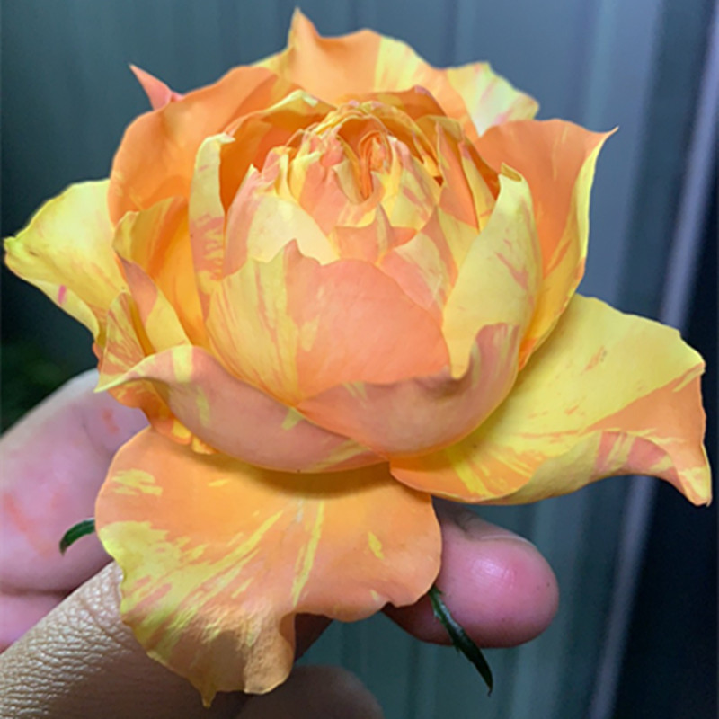 新品 西番莲 月季花苗大花条纹 热带水果风情 科德斯包子型盆栽