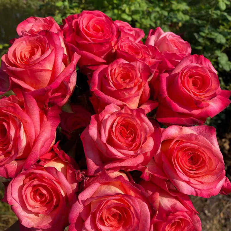 新品 极端/极致 月季花苗 大花灌木切花直立勤花玫瑰庭院阳台盆栽,鲜花速递/花卉仿真/绿植园艺,月季/蔷薇/玫瑰,淘宝优惠券,粉丝福利购,淘宝优惠卷