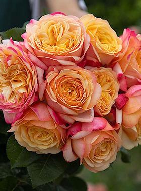 新品 卡普里夫人 月季花苗勤花灌木庭院阳台橙色大花浓香切花盆栽