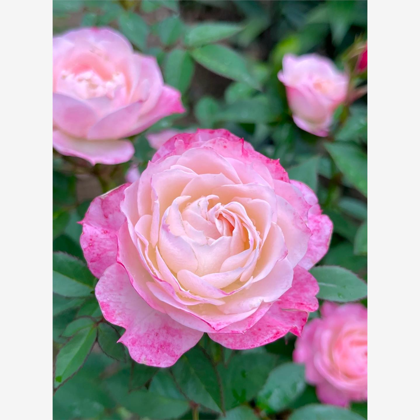 微月 卜丝舞裙 月季花苗 微型浓香多头勤花灌木玫瑰 庭院阳台盆栽