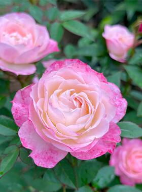 微月 卜丝舞裙 月季花苗 微型浓香多头勤花灌木玫瑰 庭院阳台盆栽