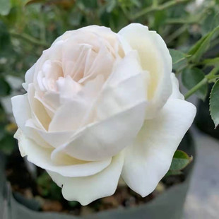 帕夫洛娃/巴普洛娃 月季花苗戴尔巴德大花浓香月季庭院阳台盆栽