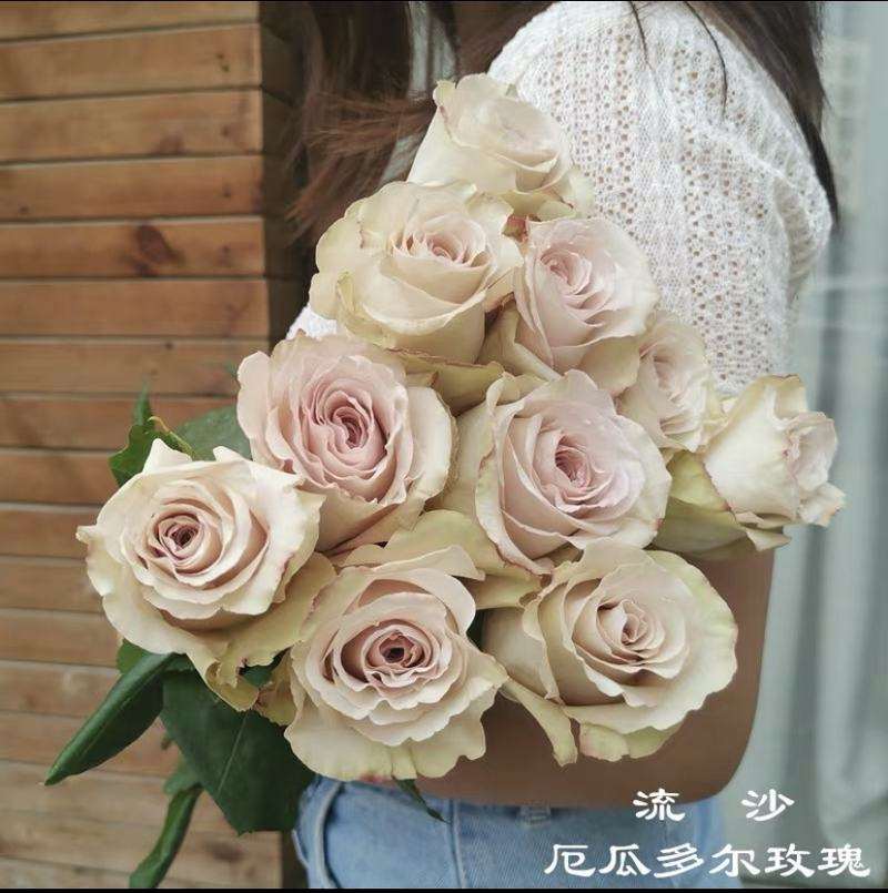 新品 流沙 月季花苗玫瑰盆栽花苗奶茶色切花灌木勤花月季庭院阳台