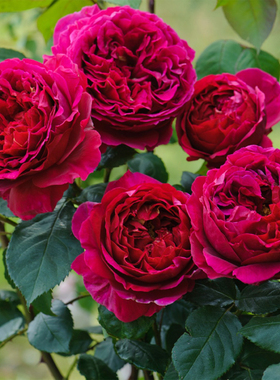 大花浓香紫色藤本月季花苗盆栽福斯塔夫四季庭院爬藤蔷薇玫瑰花苗