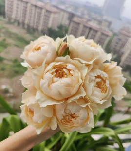 盆栽阳台玫瑰切花庭院花卉勤花蔷薇植物 花苗大花多季 龙猫 月季