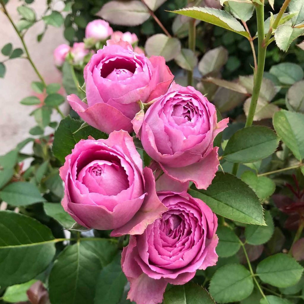 薰衣草蕾丝阳台盆栽月季
