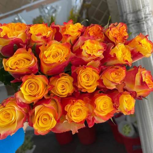 【快讯 】超新品切花月季灌木 直立多季勤花丰花抗病好养花苗