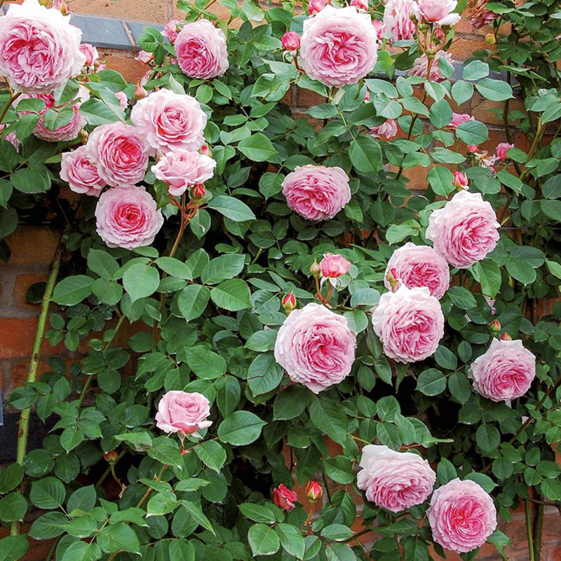 詹姆斯高威藤本月季花大